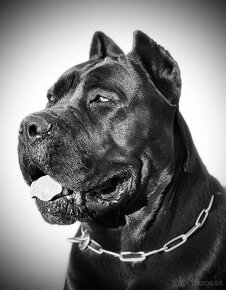 Cane Corso FCI Errant of North