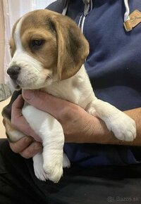 Šteniatka Beagle/Bígl