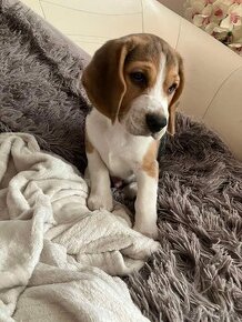 Šteniatka Beagle/Bígl