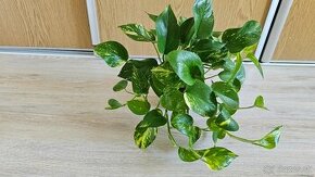 Sada 4x potos(Pothos epipremnum) - 1