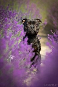 Staffordshire bullterrier