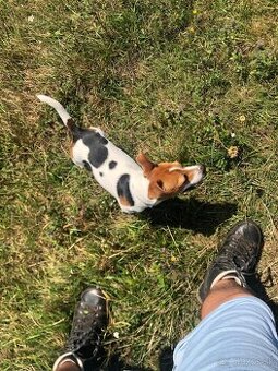 Jack russel terier