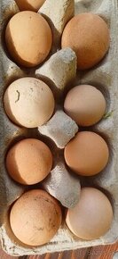 Násadové vajíčka perličiek
