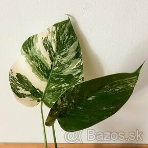 Monstera deliciosa variegata