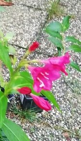 Vajgela/weigela