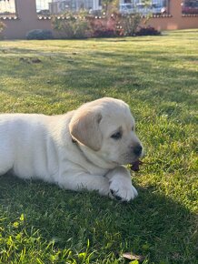 Labrador šteniatka