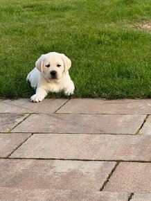 Labrador šteniatka