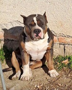 American bully s PP, reg.abkc krytie