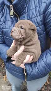 Sharpei,Sarpej