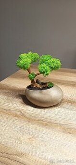 Machový bonsai