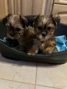 Ponúkam šteniatka Yorkshiere terrier - shitzu  kríženec