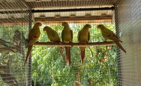 Papagáj horský - žltý pastel