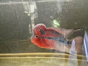 Red Dragon flowerhorn