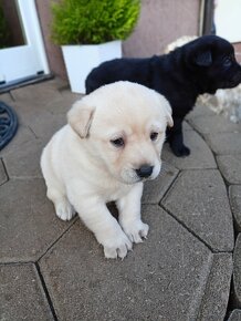 Kríženec Labladora+Shiba inu - 1