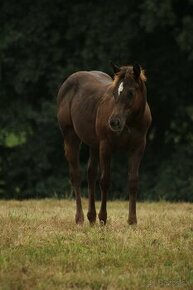 Black Appaloosa colt