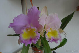 Blc. Triumphal Coronation CT-Spring Beauty - 1