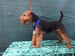 Welshterrier