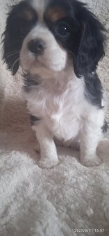 Cavalier king charlie spaniel