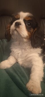 Cavalier king charlie spaniel