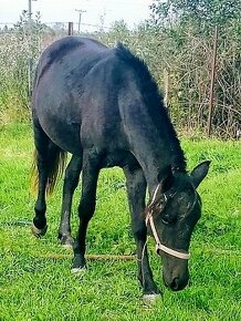 Welsh sportovy pony kobylu deres