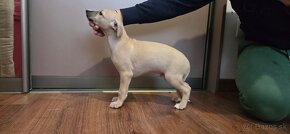 Vipet/whippet s fci rodokmenom