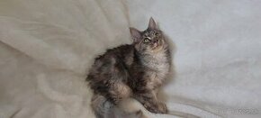 Mainska myvalia, Mainne coon,Mco