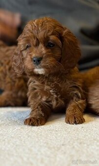 Cavapoo - 1