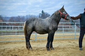 Kôň na predaj - ťažný kôň - percheron