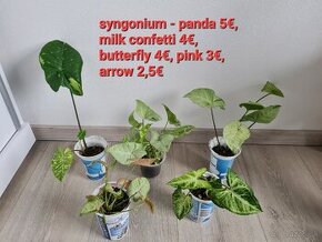 Syngonium arrow, panda, milk conffeti