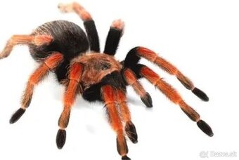 Predám pavúka Brachypelma boehmei aj s výbavou - 1