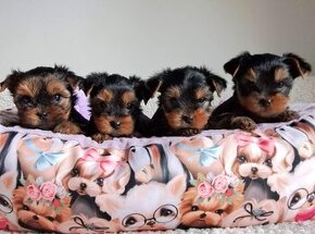 YORKSHIRE TERRIER