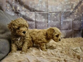 Maltipoo