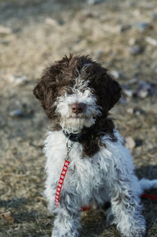 LAGOTTO ROMAGNOLO STENIATKO s PP papiermi