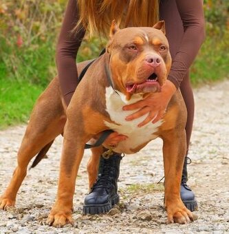 American bully xl na krytie