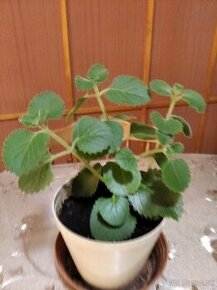 Nadchovnik- rastlina na podporu zdravia - 1
