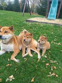 Shiba inu