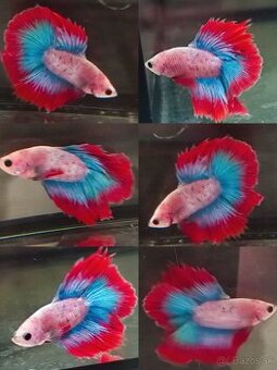 Betta Splendens - Bojovnica Pestrá.