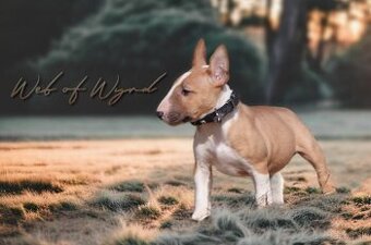 Mini bullterier / Miniature Bullterrier