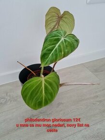 Philodendron gloriosum