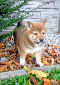 Shiba Inu s PP FCI