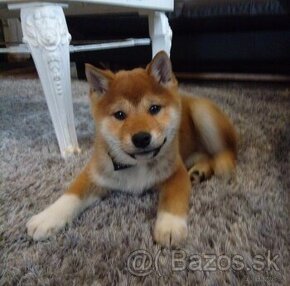 Shiba Inu s PP FCI