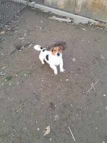 Jack russel terier