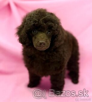 Pudlík pudlik poodle pudl toy pudel