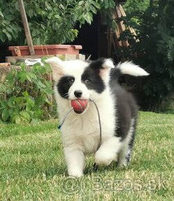 Border Collie, kolia