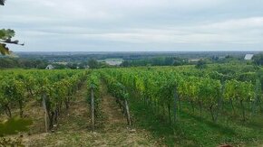 Krásny vinohrad s chatou v Tokajskej oblasti, Viničky