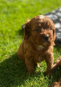 Cavapoo - 1