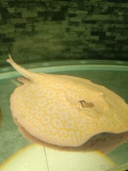 Potamotrygon Albino Gold