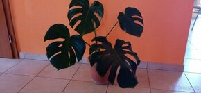 Monstera, výška kvetu vrátane črepníka 70cm, osobný odber v