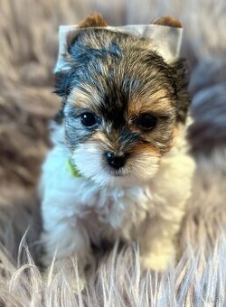 Biewer Yorkshire Terrier s PP