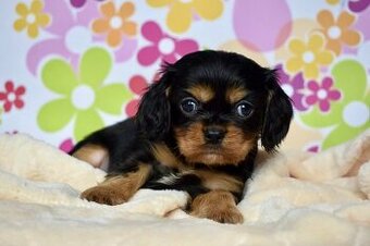 Cavalier King Charles Španiel s PP